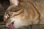 Котик, скріншот: Youtube