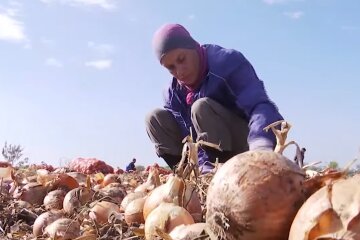 Франковчане могут остаться без лука - забудьте о борщах и салатах, все плохо