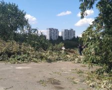 Протасів Яр у Києві вирубують під корінь: активісти стали грудьми за "легені столиці"