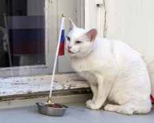 Матч Бальгия-Франция: кот-оракул указал на победителя