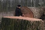У Голосіївському парку зрубали 17 дубів, фото з фейсбук