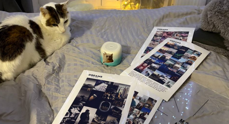 Карта желаний, котик, фото: Знай.ua