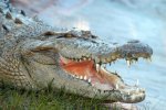 Зеленый Вася из Николаева попал в Книгу рекордов