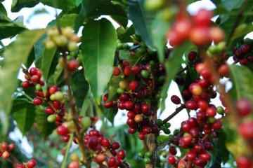 Кофеманам приготовили шокирующую весть