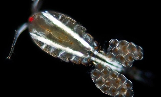 Биологи засняли регенерацию гидры