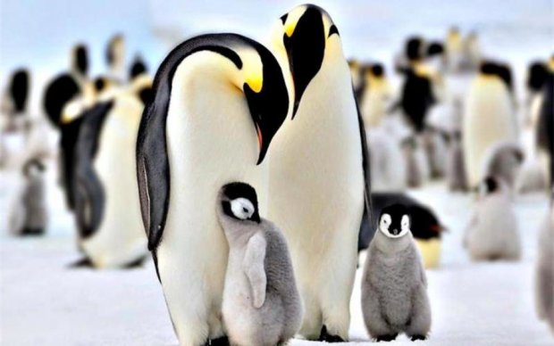 Всесвітній день пінгвінів 25 квітня: неймовірні факти