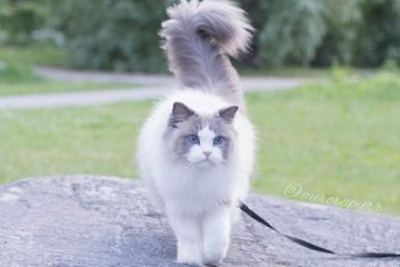 Невероятно красивая кошка поразила Instagram