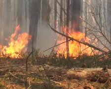 Чорнобиль палає четвертий день, пожежні перетворилися на роботів - відео попелища облетіло Україну