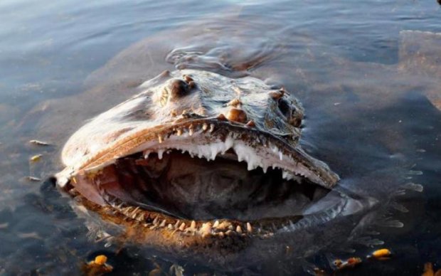 Небачені морські монстри, які налякали навіть вчених: фото