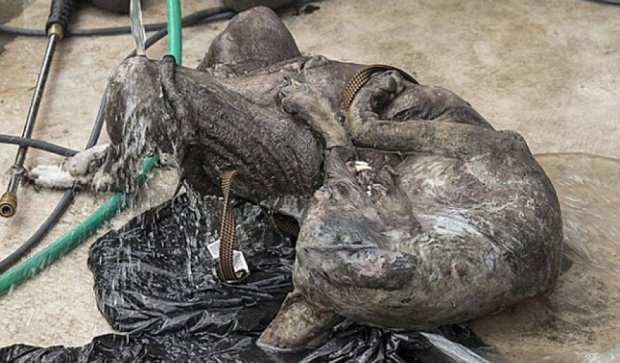 Американец показал тело найденной чупакабры (фото)