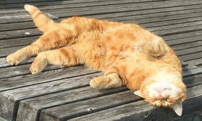 Кот нашел себе студенческую семью