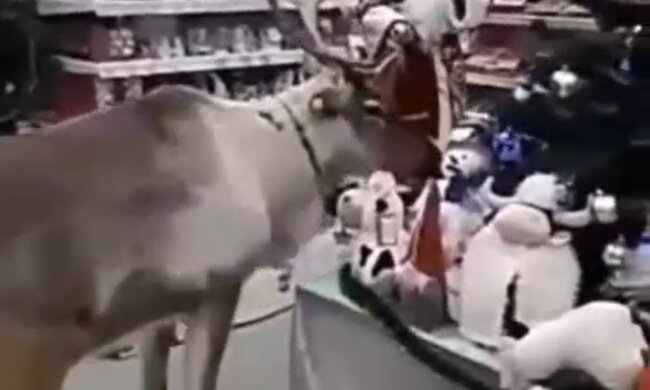 Олень в магазине, скриншот видео