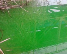 Криворізька водойма стала отруйно-зеленою (фото)