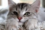 В Англии откроют кошачий кинотеатр