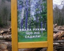 Безцінні ліси Карпат вирубують на дрова (фото)