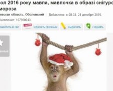 Прокуратура зацікавилася магазином, який торгував «мавпочками на забій»