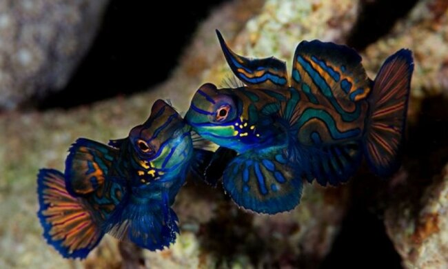 Австралийские рыбы поют хором несколько раз в сутки