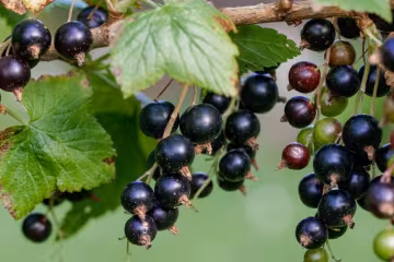 Черная смородина, фото: Pixabay