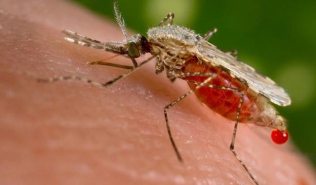Комаров-мутантов ученые выпустят на волюу через 10 лет
