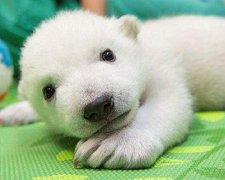 Як зростає маленький білий ведмедик