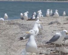 Азовське море заполонили тисячі чайок, такого не було чверть століття - природа очистилася на карантині