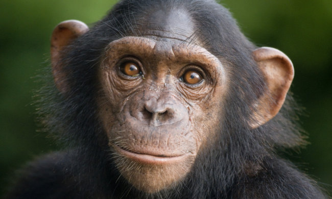 Шимпанзе втік із зоопарку Белфаста. Відвідувачі в захваті від його кмітливості і винахідливості