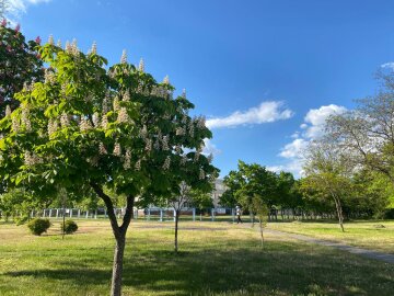 Весна, каштани, парк, фото: Знай.ua