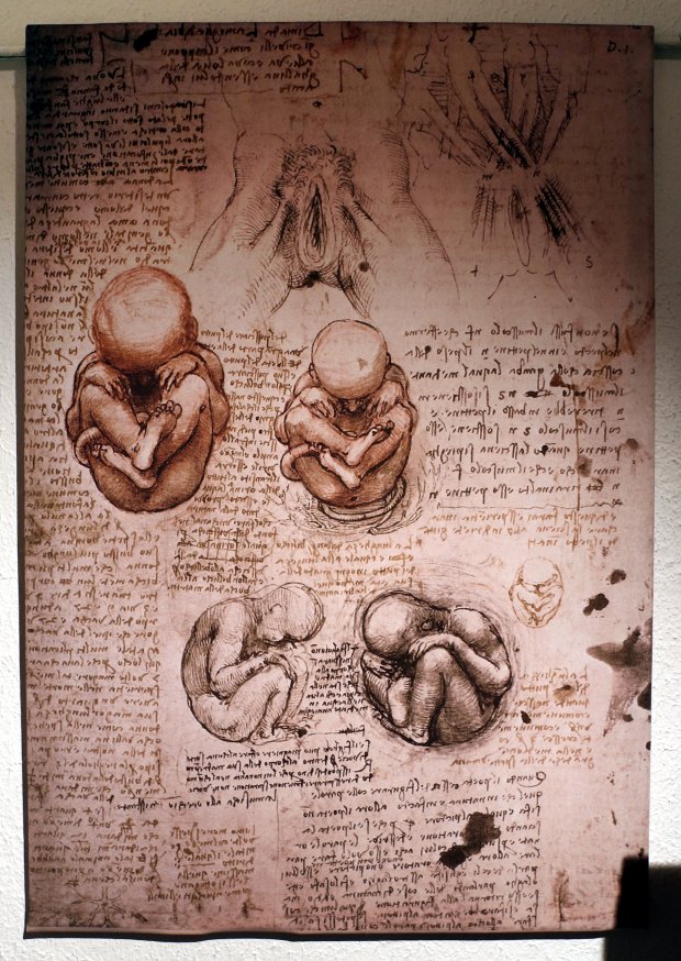 основоположник анатомии да винчи. леонардо да винчи вклад в развитие биологии. леонардо да винчи вклад в развитие биологии. леонардо да винчи биология. 15 век леонардо да винчи.