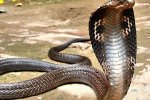Парень пытался жениться на кобре в Индии