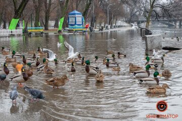 Затопленный парк / фото: Информатор