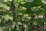 Выращивание огурцов, кадр из видео