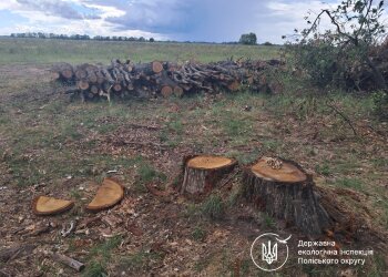 незаконна вирубка лісу