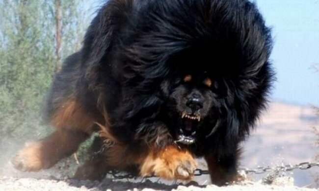 Собака в захваті від швидкої їзди (відео) 