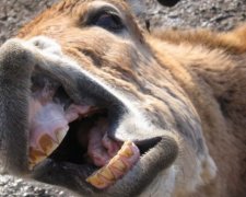 Ослы в Кении будут ходить в подгузниках