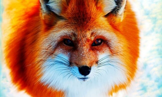 Як лисиця обдурила оператора (відео)