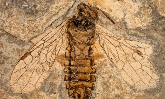 Вчені показали 10 найдавніших скам'янілостей (ВІДЕО)