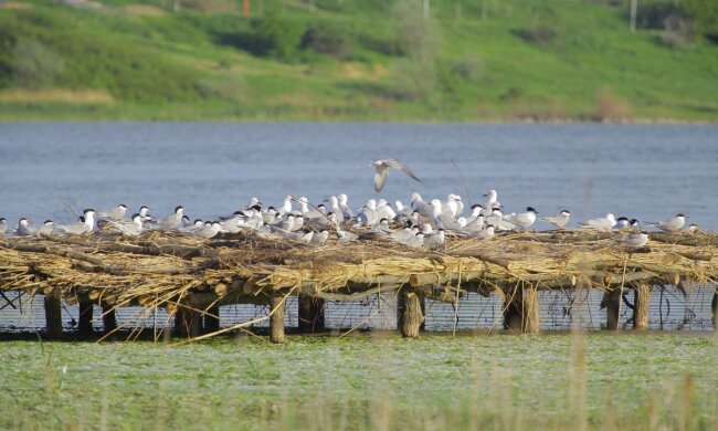 Птахи, фото: вільне джерело
