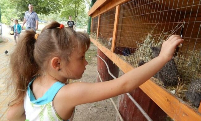 Їжаченят-сиріт врятували в луцькому зоопарку (фото)