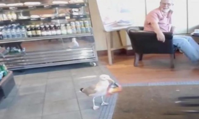 Чайка-крадій стала зіркою YouTube