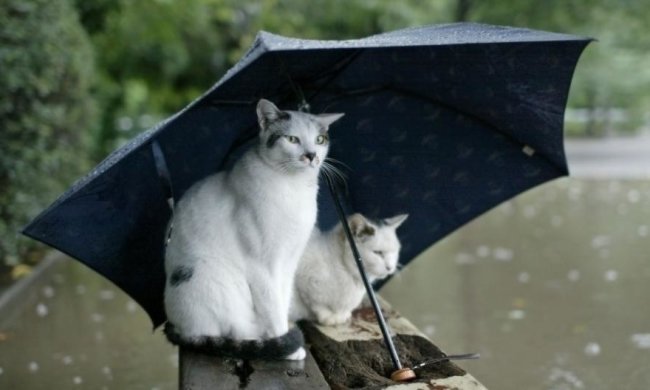 Синоптики рассказали, кому доставать зонты