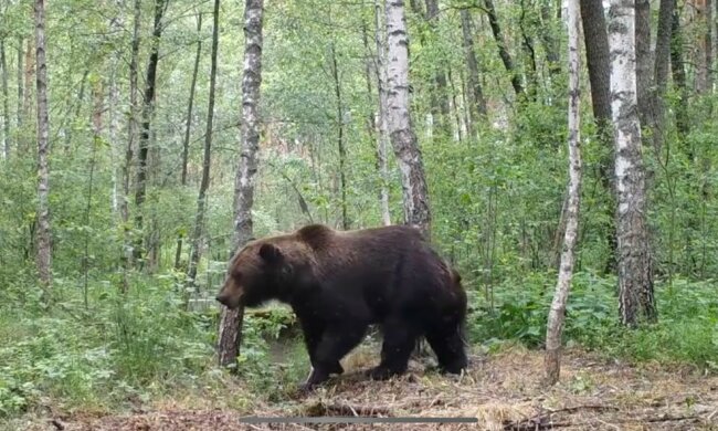 Чорнобиль заполонили ведмеді, рев на всю зону відчуження: "Вперше після аварії"