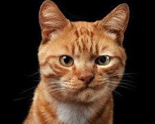 Львівський музей розмістив незвичайну вакансію для кота