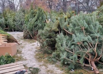 елочные базары