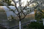 Сад, вишня, фото: Знай.ua