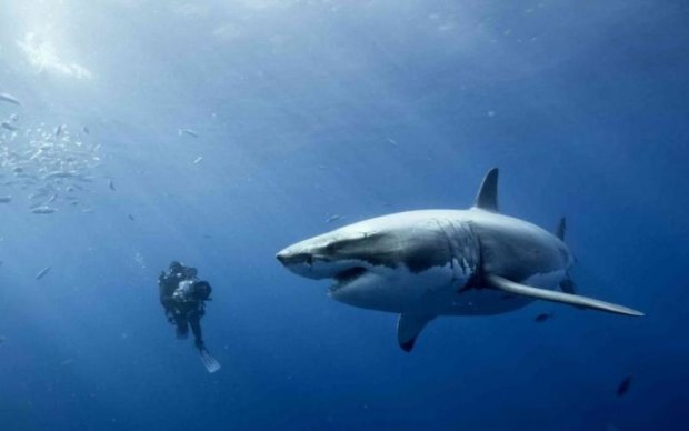 Дайвер-экстремал заглянул в пасть акулы: видео