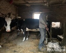 Тримала в сараї: жертвами української пенсіонерки стали троє чоловіків