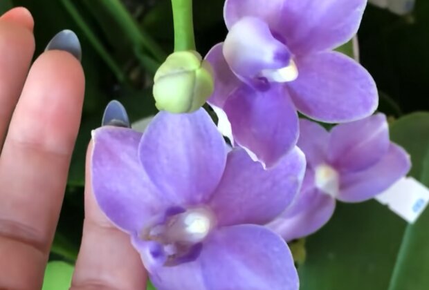 Орхидеи, кадр из видео
