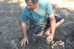 Збирання врожаю картоплі, скріншот з відео