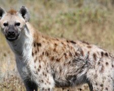 Останки невідомого хижака знайшли в Африці