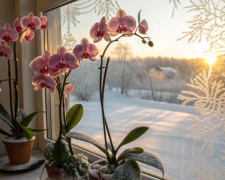 Орхідея, кадр з відео